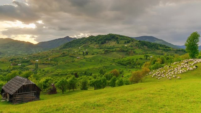 4k time lapse video of sheep grazing on filed in sunset light
