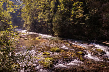 Fototapeta premium The mountain river in the Forest with rays of sun shining through green and yellow trees on right and left sides. Vintgar Gorge, Slovenia during summer