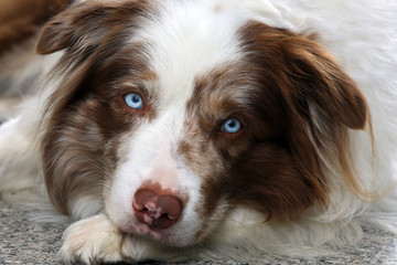 Cute white and brown chocolate merle border collie male with striking ice blue eyes is laying on a granite Stone Floor and chilling while Looking directely into the camera.