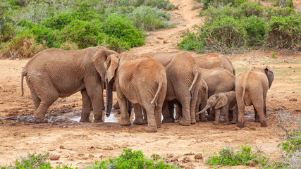 Elephants Drinking in Addo Elephant National Park