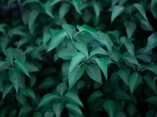 Green leaf in the nature abstract background, Vintage style