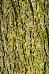 Old wooden surface. Natural background
