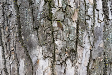 Old wooden surface. Natural background