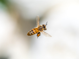 ミツバチ bee 