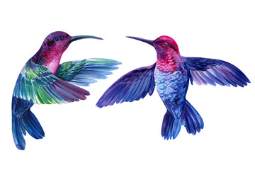 set of bright little birds, hummingbirds on an isolated white background, watercolor hand drawing © Hanna
