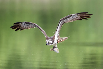 An Osprey returns to the nest with a freshly caught fish in its talons.  The still green surface of the water is visible behind the bird as it takes off.  The trout's mouth is wide open.