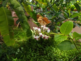 Rare Butterfly on white flowers