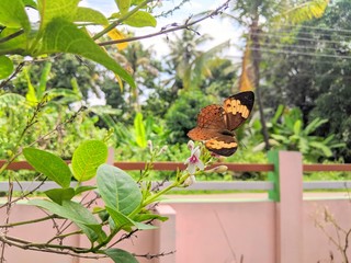 Angel butterfly on flower