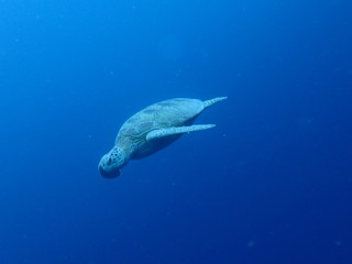 大海原を泳ぐ海亀