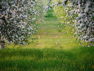 white flowers on blooming apple trees in the garden