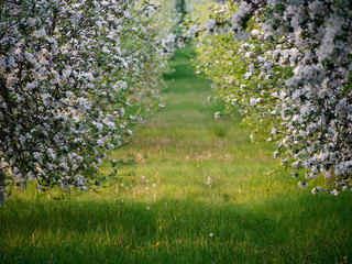 white flowers on blooming apple trees in the garden