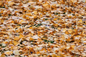 a ground covered with lots of autumn leaves