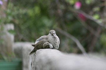 pajaros desde mi ventana