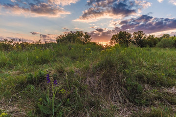 Sunset in the meadow
