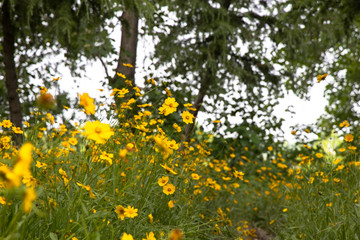 yellow flowers in the meadow