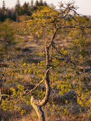 Sunset in the bog, bog pines resembling natural bonsai trees, typical bog landscape