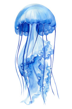 recommend clip art: blue jellyfish on an isolated white background, watercolor hand drawing