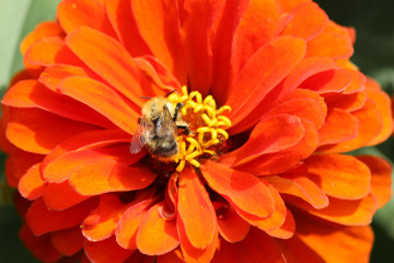 Bee on Zinnia Flower (in german Zinnie) Zinnia