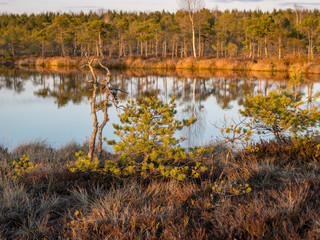 Swamp overgrown with trees and reeds, swamp lake at sunset, swamp vegetation in the foreground