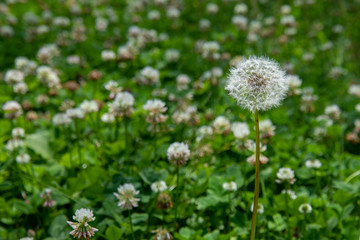 タンポポの綿毛