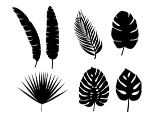 Set vector silhouettes tropical leaves. Monochrome jungle exotic leaf