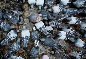 Many pigeons peck food on the cobblestone pavement in the city. Top view.