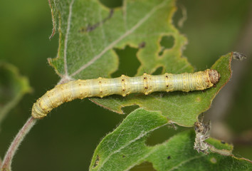 A Pale Brindled Beauty Caterpillar,  Phigalia pilosaria, eating an Aspen tree leaf, Populus tremula, in woodland in spring.  