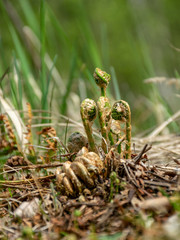 fern buds just emerging from the ground, forest ground texture
