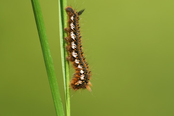 A Drinker Moth Caterpillar, Euthrix potatoria, perching on a blade of grass at the edge of woodland in the UK.
