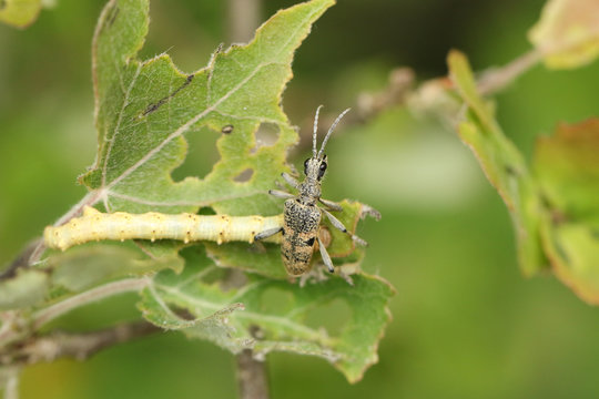 A Black-spotted longhorn Beetle, Rhagium mordax, walking over a Pale Brindled Beauty Caterpillar, Phigalia pilosaria, eating an Aspen tree leaf, Populus tremula, in woodland in spring.  
