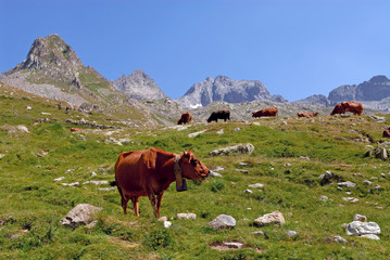Fototapeta na wymiar Vaches qui broutent dans les Alpes dans le Parc National du Mercantour