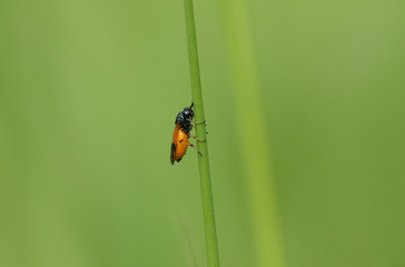 A tiny Bramble Sawfly, Arge cyanocrocea, perching on a blade of grass in the UK.
