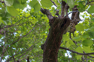 Fototapeta premium tree in the forest