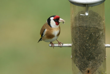 A beautiful Goldfinch, Carduelis carduelis, feeding on Niger seed in a bird feeder.