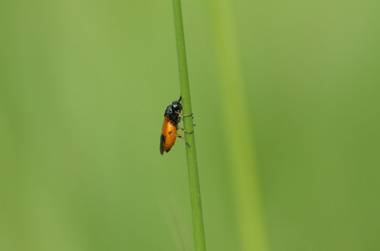 A tiny Bramble Sawfly, Arge cyanocrocea, perching on a blade of grass in the UK.
