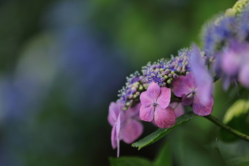 紫陽花の花