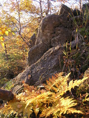 Wild Nature of Russia