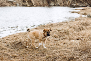 photo of a puppy against the background of autumn grass and a river