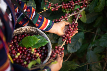Worker Harvest arabica coffee berries on its branch,Agriculture economy industry business, health food and lifestyle, at the north of Thailand.