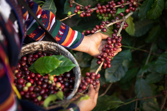 Worker Harvest arabica coffee berries on its branch,Agriculture economy industry business, health food and lifestyle, at the north of Thailand.