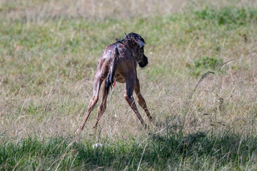 recently born wildebeest steading itself on wobbly legs in the savannah