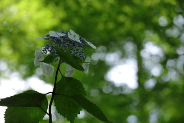 紫陽花の花