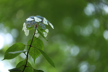 紫陽花の花