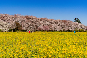 幸手市・権現堂堤の桜並木と菜の花畑