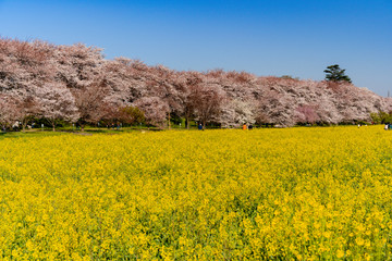 幸手市・権現堂堤の桜並木と菜の花畑