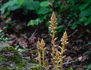 Close-up of Orobanche in bloom