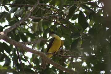 pajaros desde mi ventana