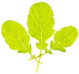 Green leaves from a plant isolated on a white
