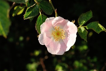 Obraz premium Rosas beggerianas en primavera