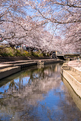 Fototapeta na wymiar 埼玉県の元荒川沿いの満開の桜並木